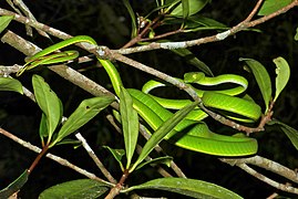 Cobra-trepadeira oriental (Ahaetulla prasina) (8754420028) .jpg