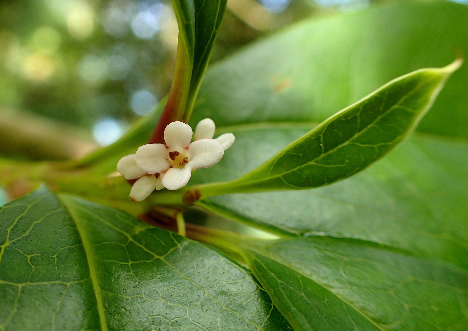 Red Osmanthus С†РІРµС‚