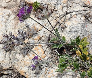 <i>Otholobium swartbergense</i> Shrublet in the family Fabaceae from South Africa