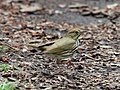 * Nomination Ovenbird in Central Park --Rhododendrites 20:40, 5 May 2021 (UTC) * Decline  Oppose Unsharp. No details of the eye visible. --Tagooty 08:13, 11 May 2021 (UTC)