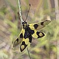 * Nomination Owlfly (Libelloides macaronius) female --Charlesjsharp 15:13, 14 July 2022 (UTC) * Promotion Awesome! I think you're getting even better! -- Ikan Kekek 15:25, 14 July 2022 (UTC)