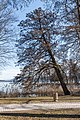 * Nomination Alnus glutinosa at the park on Hans-Pruscha-Weg, Pörtschach, Carinthia, Austria -- Johann Jaritz 03:33, 16 March 2022 (UTC) * Promotion  Support Good quality. --XRay 04:26, 16 March 2022 (UTC)