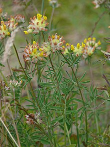 Gullkollur (Athyllis vulneraria) er ein tegunda ertublómaættar sem vex á Íslandi.