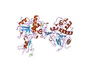 1icf: ساختار کریستالی بخش P41 نوع دوم از مجموعه سازگاری بافتی اصلی کلاس دو به‌همراه مولکول «کاتپسین ال»