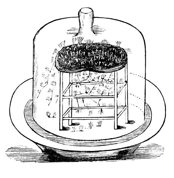 File:PSM V09 D423 Mould culture.jpg