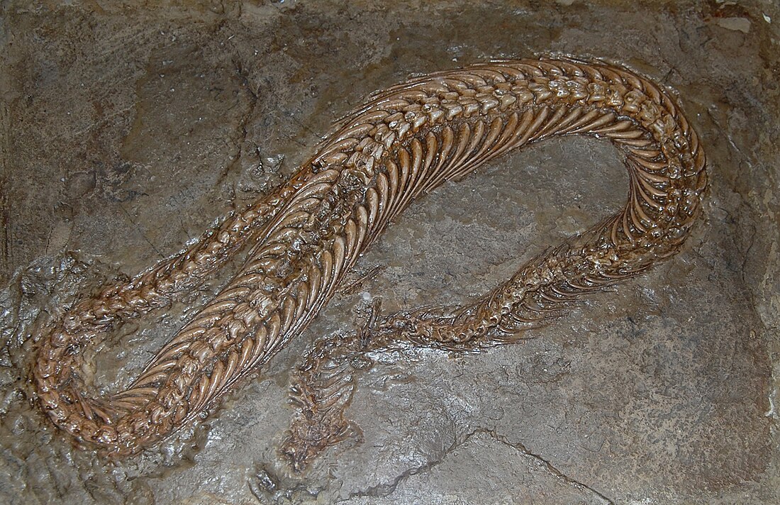 Pachyophis