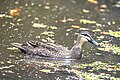 * Nomination Pacific black duck (Anas superciliosa) male --Charlesjsharp 11:26, 21 February 2024 (UTC) * Promotion  Support Good quality. --Ermell 11:34, 21 February 2024 (UTC)