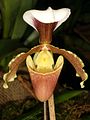 Paphiopedilum coccineum flower