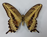 Papilio paeon, revers