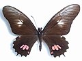 Miniatuur voor Papilio isidorus