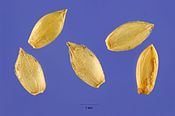 Paspalum distichum L. - knotgrass - PADI6 - Steve Hurst @ USDA-NRCS PLANTS Database.jpg