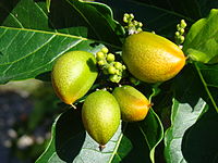 銀花生醬果（英语：Bunchosia argentea） Silver peanut butter fruit