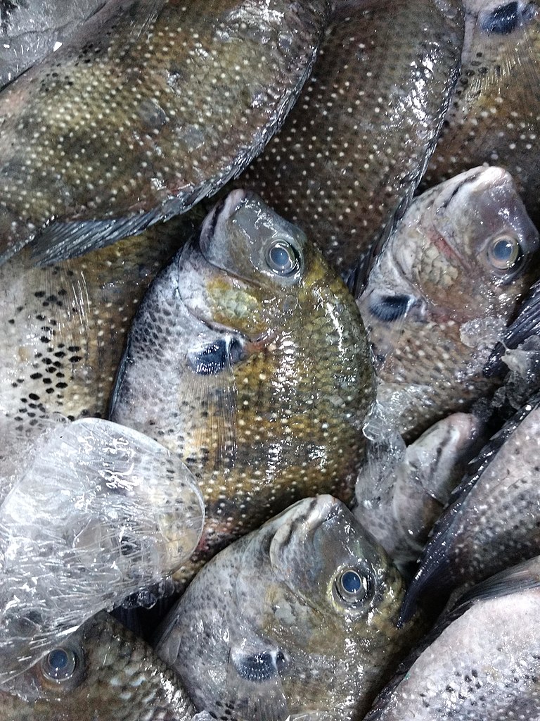 File:Pearl Spot Fish for sale in Kerala.jpg - Wikimedia Commons