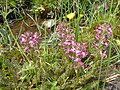 Pedicularis pyrenaica (Picos de Europa)