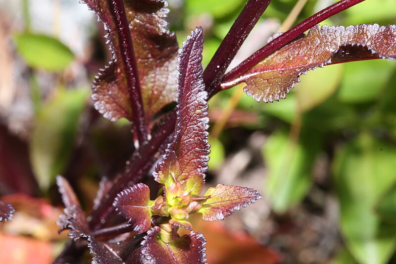 File:Pedicularis racemosa 0149.JPG