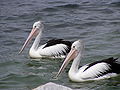 Two Australian Pelicans