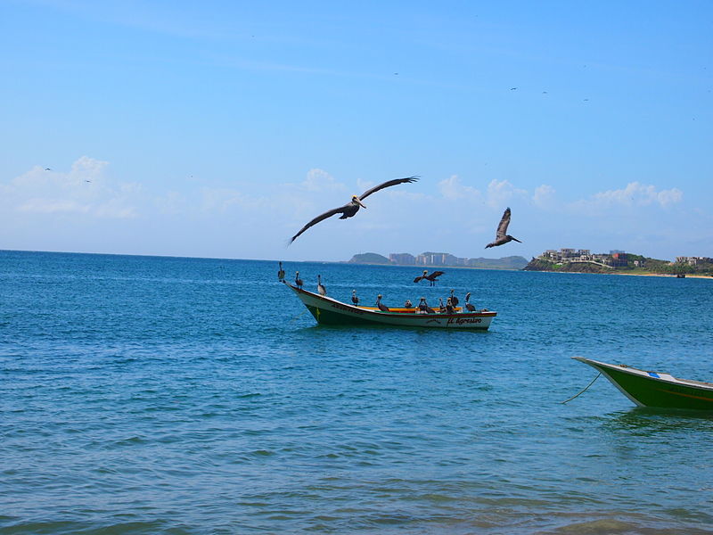 File:Pelicanos en vuelo (Pampatar, Isla de Margarita).JPG