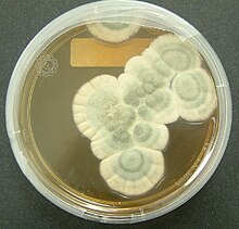 Penicillinmugg i ei skål