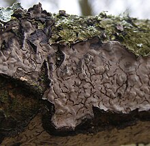 Peniophora-quercina-Crust-гриб-20110225a.JPG