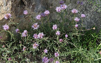 Pennyroyal, Duck Lake trail