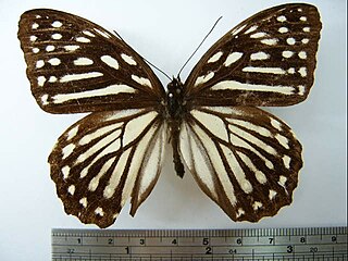 <i>Penthema formosanum</i> Species of butterfly