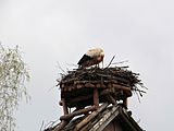 English: Pentowo - European stork village Polski: Pentowo - Europejska Wioska Bociania zlokalizowana na terenie posiadłości rodziny Toczyłowskich herbu Samson