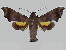 Perigonia pittieri BMNHE273110 samec up.jpg