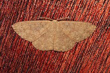 Perixera absconditaria = Anisodes absconditaria (Geometridae- Sterrhinae- Cosymbiini) (6564943981) .jpg