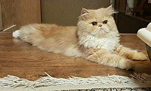 Cream adult as a pet in an Iranian house Persian Cat 01.jpg