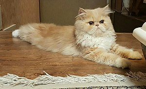 Persian Cat