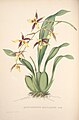 Rhynchostele maculata (as syn. Odontoglossum maculatum) plate 28 in: Jean Jules Linden: Pescatorea Bruxelles (1860)
