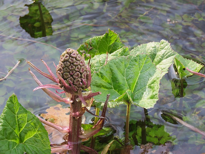 File:Petasites hybridus, Ripaljka, Sokobanja.jpg