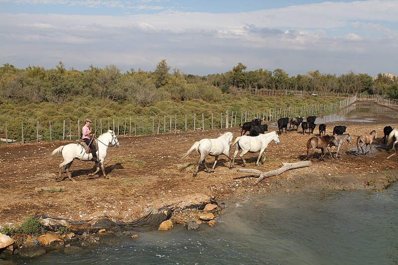 File:Petit-Rhone 20181009 048.jpg