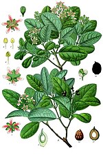 Miniatura para Monimiaceae