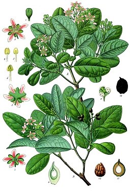 Peumus boldus - Köhler–s Medizinal-Pflanzen-104.jpg