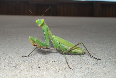 Peygamberdevesi (Mantis religiosa) (Üreten: Maderibeyza)