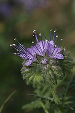 Thumbnail for Phacelia tanacetifolia