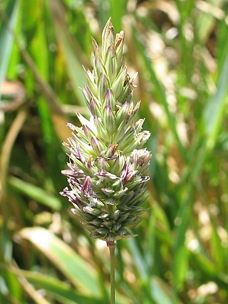 <i>Phalaris californica</i> Species of flowering plant