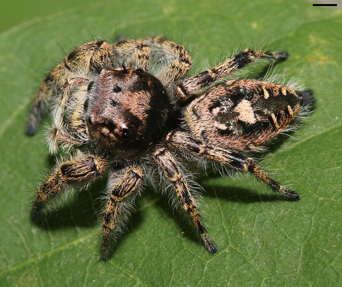 The Putnam's jumping spider, Lifestyles