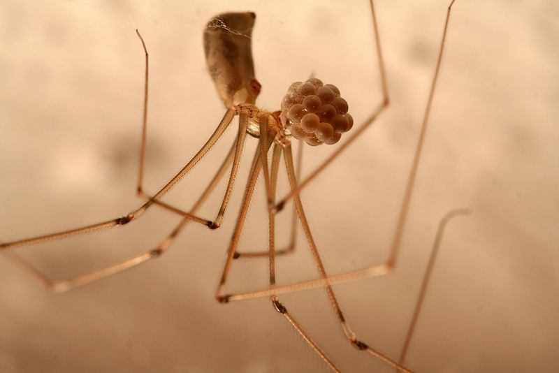 File:Pholcus phalangioides eggs.jpeg