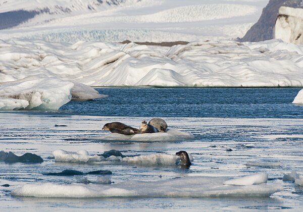 Grey seals on the Jökulsárlón lake