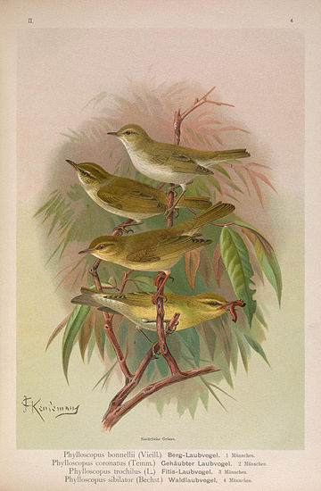 File:Phylloscopus.jpg