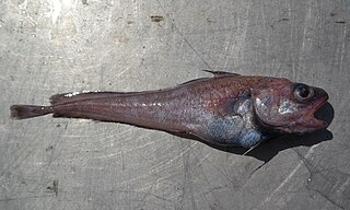 <i>Physiculus rastrelliger</i> Species of fish