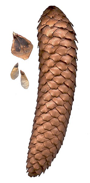 File:Picea abies cone.jpg