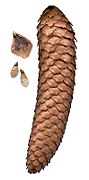 Picea abies cone.jpg