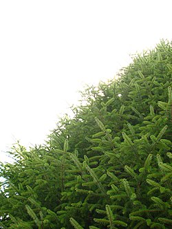 Picea morrisonicola Alishan.jpg