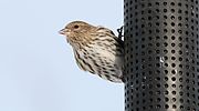 Thumbnail for File:Pine Siskin Female (10776)-Relic38.JPG