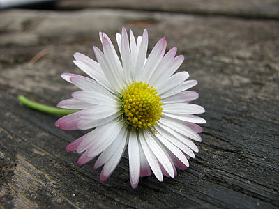 Bellis perennis (Common Daisy)