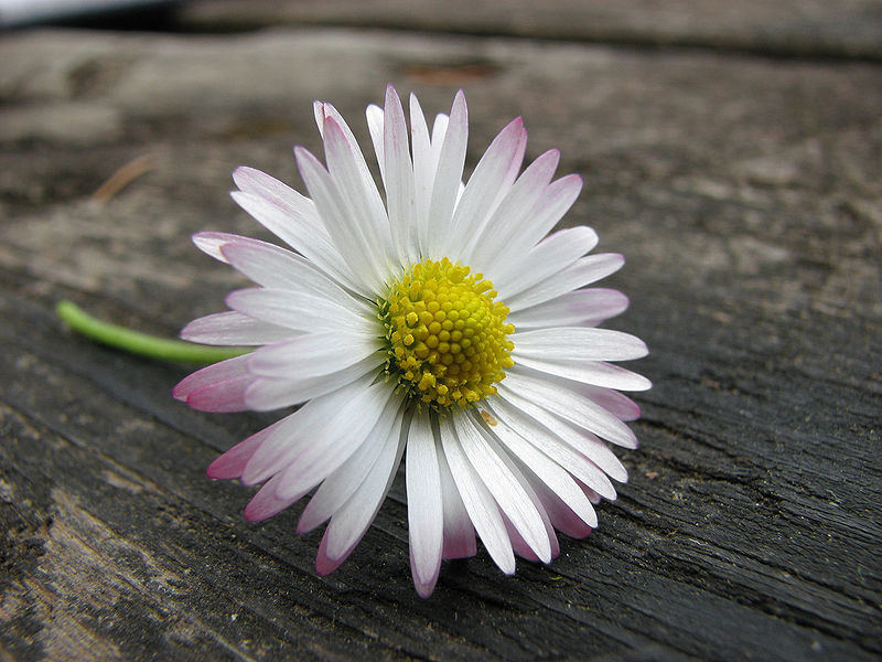 File:Pink twinged daisy on table edit.jpg