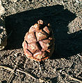 Cone, Grand Canyon